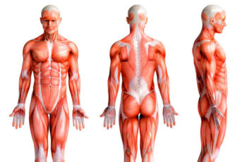 sistema muscular definicao funcao dos musculos e grupos musculares 350x230 - Musculo membros inferiores