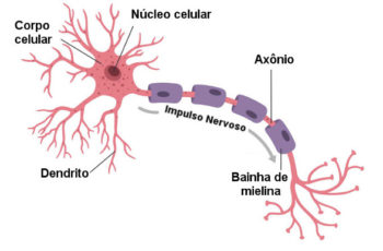 bainha de mielina